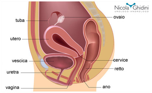 immagine-uroginecologia